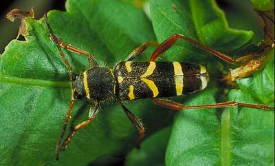 Dyrenavne til biller er behandlet af Projekt Danske Dyrenavne, her foto af hvepsebuk (Clytus arietis) fra Biofoto.