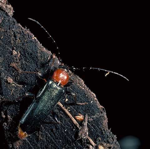 Dyrenavne: Foto af bøgebuk (Phymatodes testaceus) på bøgebrænde fra Biofoto.